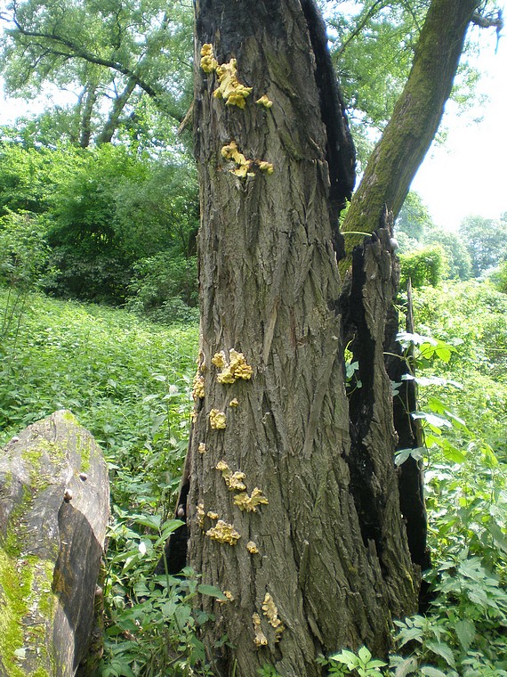 sírovec obyčajný Laetiporus sulphureus (Bull.ex Fr.) Murrill