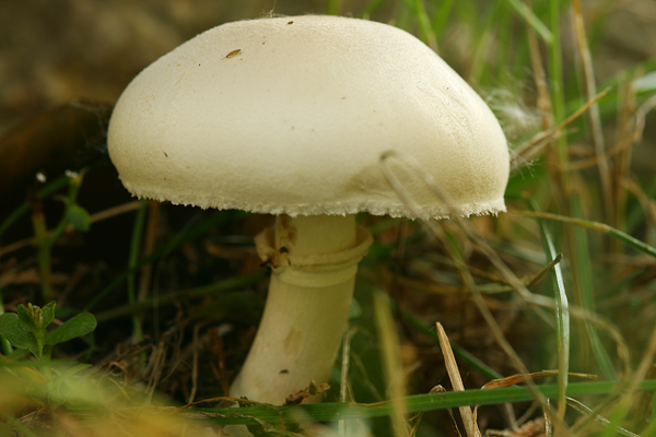 bedlička reďkovková Lepiota erminea (Fr.) P. Kumm.