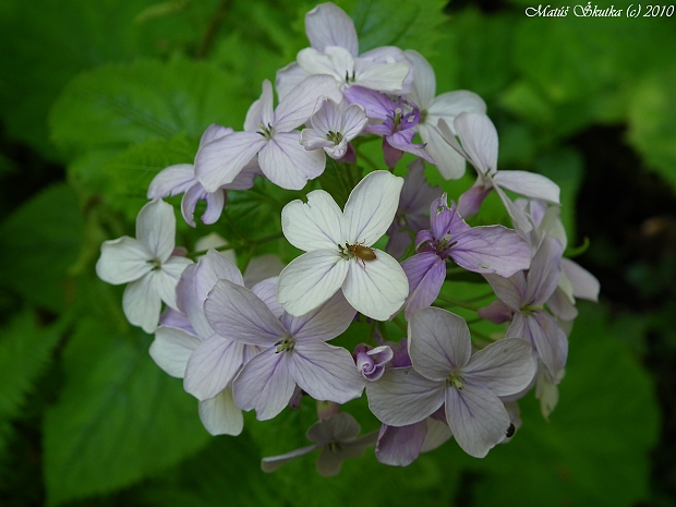 mesačnica trváca Lunaria rediviva L.