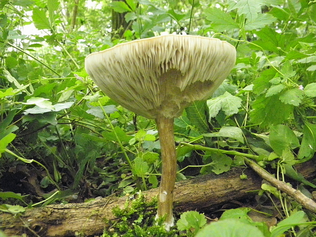 povraznica širokolupeňová? Megacollybia platyphylla? (Pers.ex Fr.) Kotl.et Pouz.