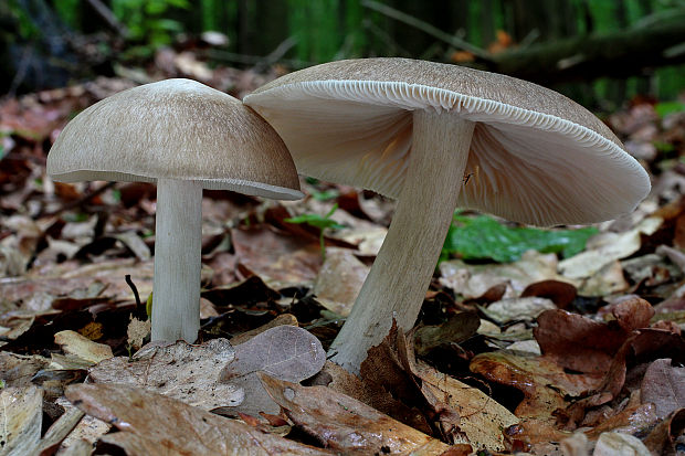 povraznica širokolupeňová Megacollybia platyphylla (Pers.) Kotl. & Pouzar