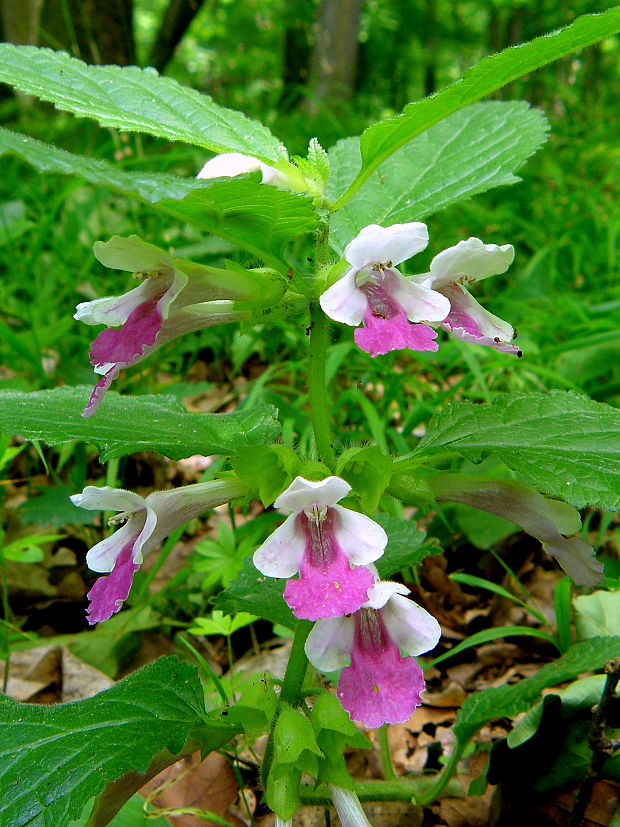 medúnka medovkolistá Melittis melissophyllum L.