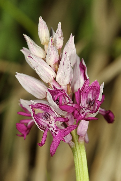 vstavač vojenský Orchis militaris L.