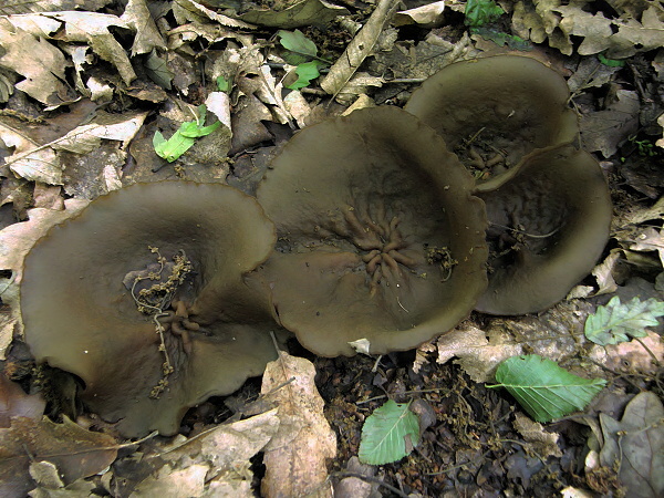 čiaška podvojná ? Peziza cf. phyllogena Cooke 1889