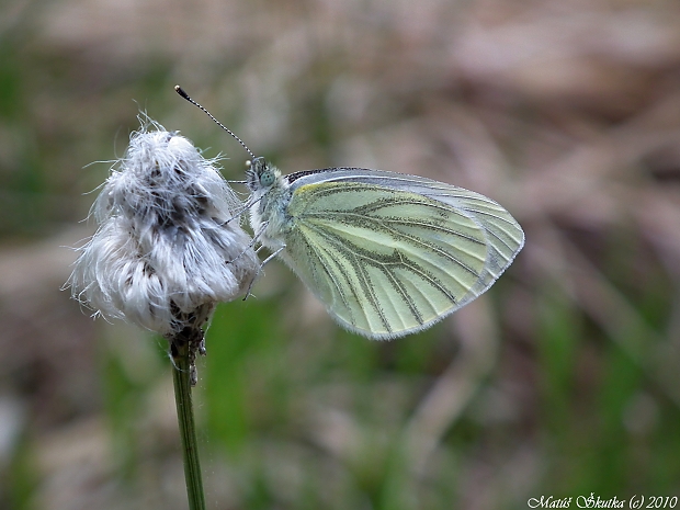 mlynárik repkový Pieris napi