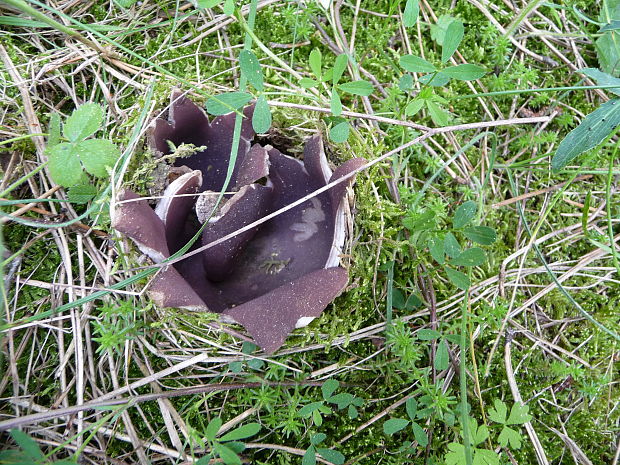 tulipánovka fialová Sarcosphaera coronaria (Jacq.) J. Schröt.