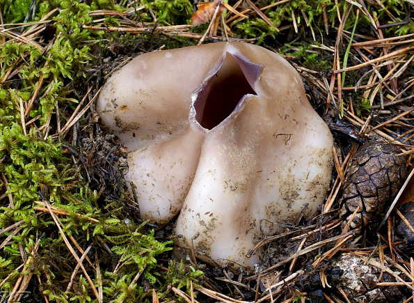 tulipánovka fialová Sarcosphaera coronaria (Jacq.) J. Schröt.