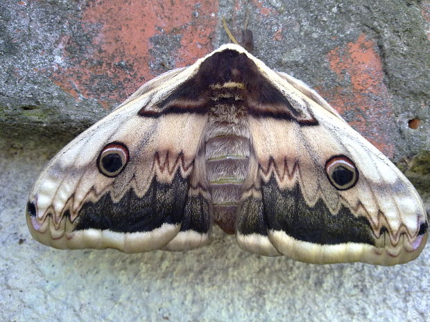 okáň hruškový Saturnia Pyri