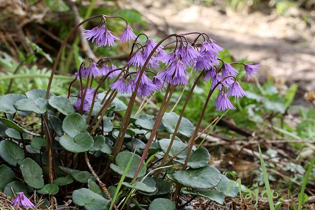 soldanelka karpatská Soldanella carpatica Vierh.