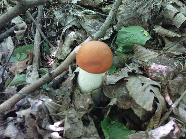 kozák osikový (Leccinum albostipitatum Bakker & Noordel.)