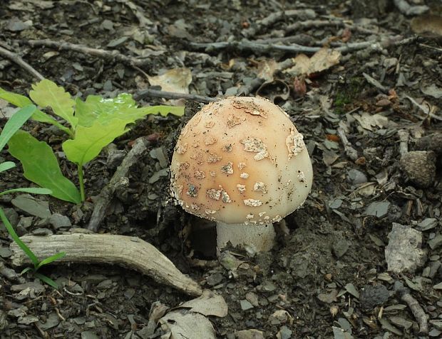 muchotrávka červenkastá Amanita rubescens Pers.