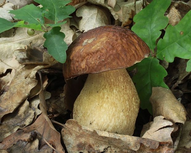 hríb dubový Boletus reticulatus Schaeff.