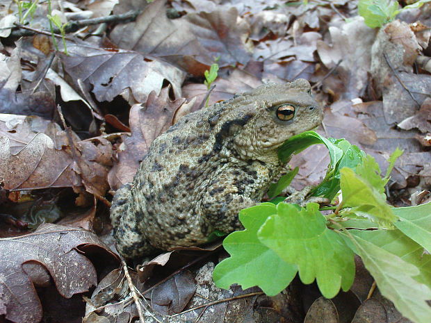 ropucha Obyčajná Bufo bufo