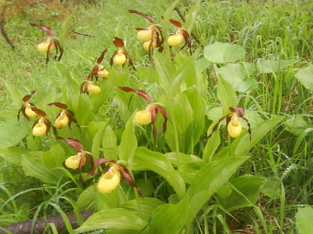 črievičník papučkový Cypripedium calceolus L.