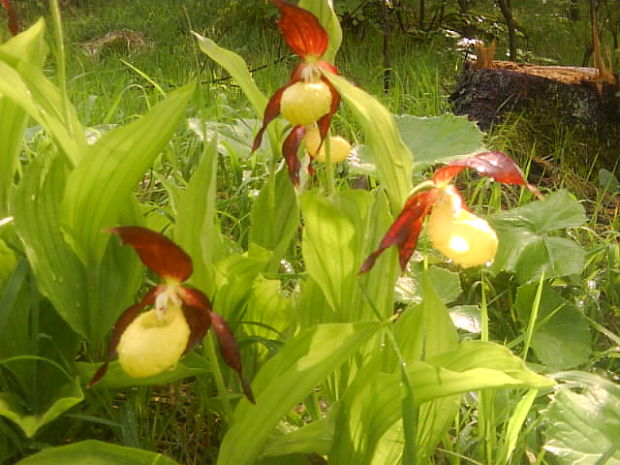 črievičník papučkovýz Cypripedium calceolus L.