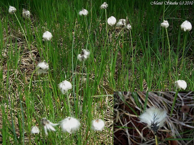 páperník pošvatý Eriophorum vaginatum L.