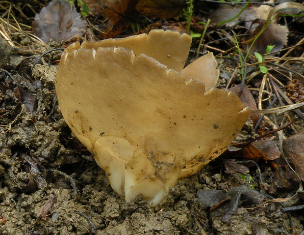 chriapač kalíškovitý Helvella acetabulum (L.) Quél.