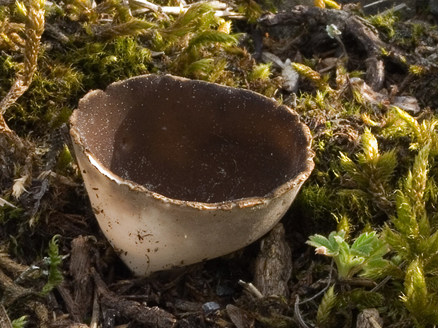 chriapač sosnový Helvella leucomelaena (Pers.) Nannf.