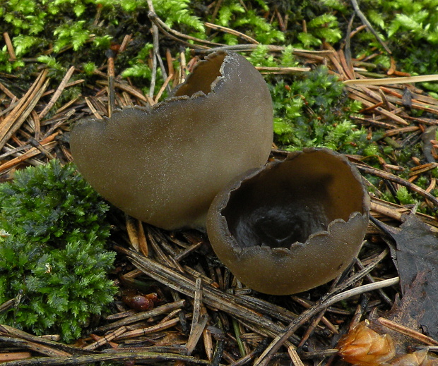 chriapač sosnový Helvella leucomelaena (Pers.) Nannf.