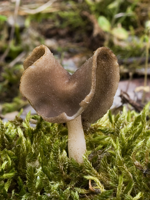 chriapač Helvella sp.