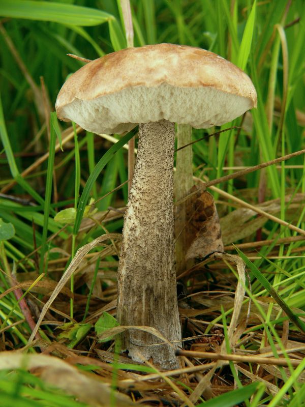 kozák brezový Leccinum scabrum (Bull.) Gray