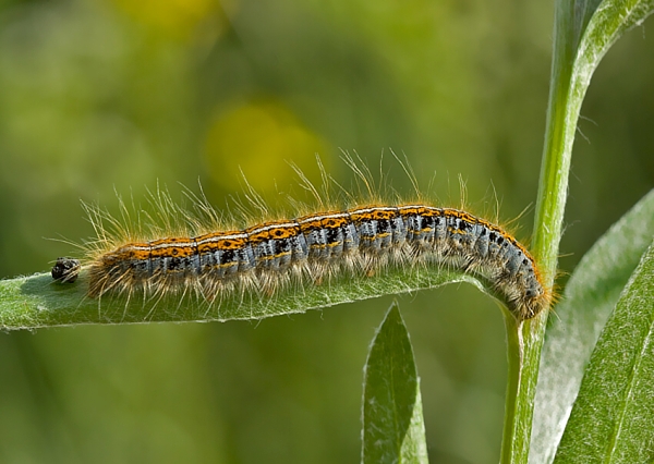 priadkovec obrúčkatý Malacosoma neustria