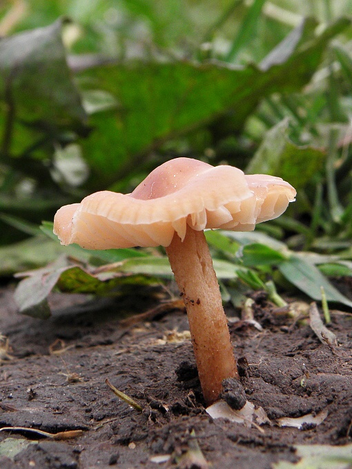 tanečnica poľná Marasmius oreades (Bolton) Fr.