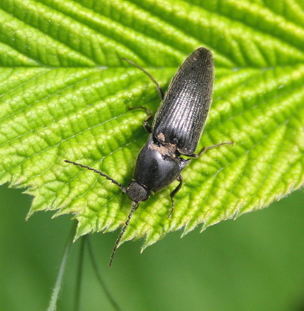 kovařík Melanotus brunnipes