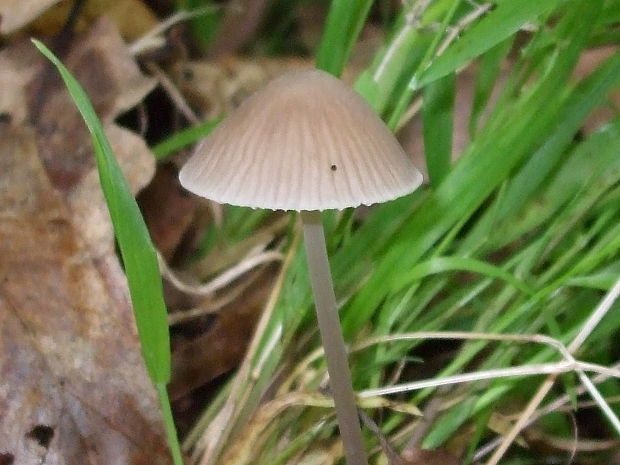 prilbička mliečna Mycena galopus (Pers.) P. Kumm.