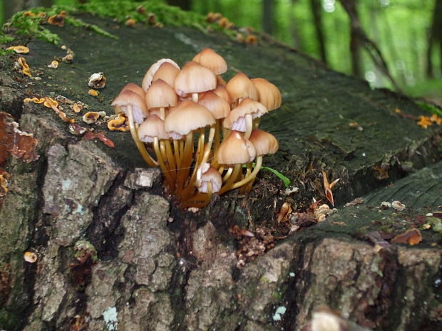 prilbička žltohlúbiková Mycena renati Quél.