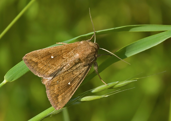 mora bielobodá Mythimna albipuncta