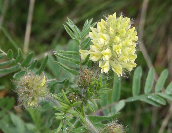 ostropysk chlpatý Oxytropis pilosa (L.) DC.