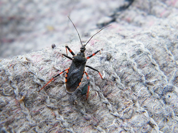 zákernica Rhynocoris annulatus