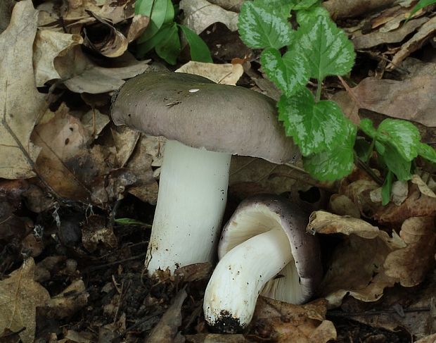 plávka strakatá Russula grisea Fr.