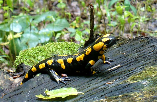 salamandra škvrnitá Salamandra salamandra