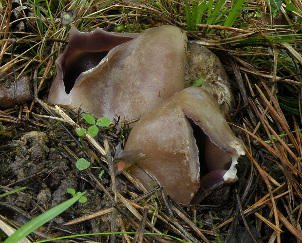 tulipánovka fialová Sarcosphaera coronaria (Jacq.) J. Schröt.