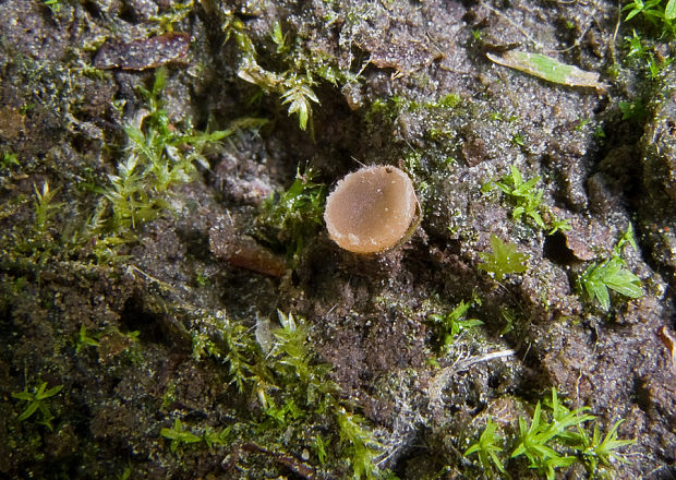 pahrobnička ponorená Sepultariella semiimmersa (P. Karst.) Van Vooren, U. Lindem. & Healy