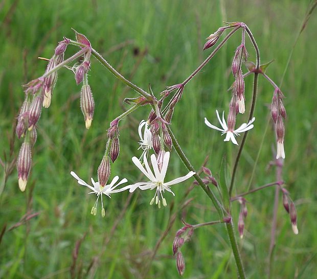 silenka ovisnutá Silene nutans L.