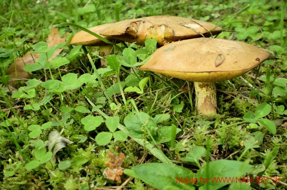 masliak zrnitý Suillus granulatus (L.) Roussel