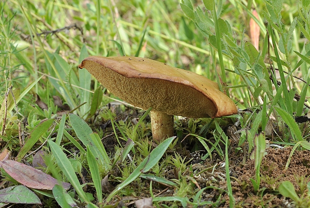 masliak zrnitý Suillus granulatus (L.) Roussel