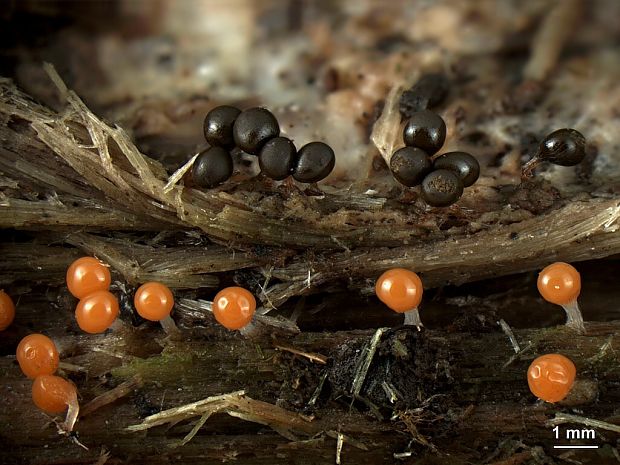 vlasnačka Trichia decipiens var. olivacea (Meyl.) Meyl.