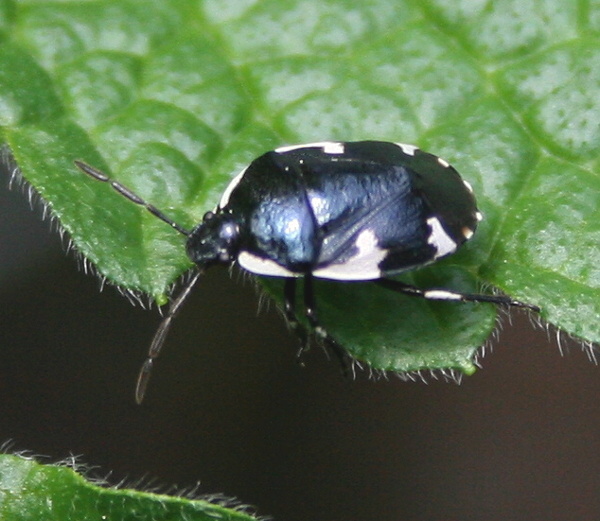 hrabulka Tritomegas sexmaculatus