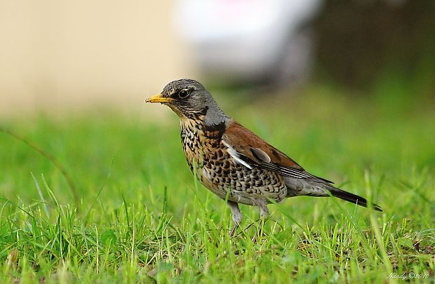 drozd čvíkotavý  Turdus pilaris