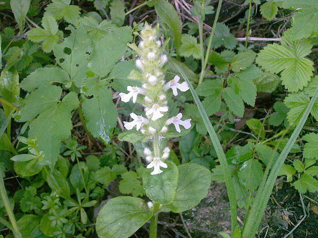 zbehovec plazivý Ajuga reptans L.