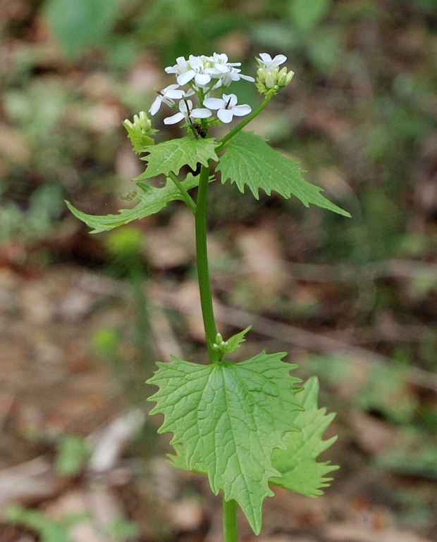 cesnačka lekárska Alliaria petiolata (M. Bieb.) Cavara et Grande