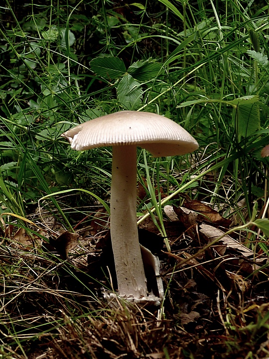 muchotrávka pošvatá ? Amanita vaginata (Bull.) Lam.