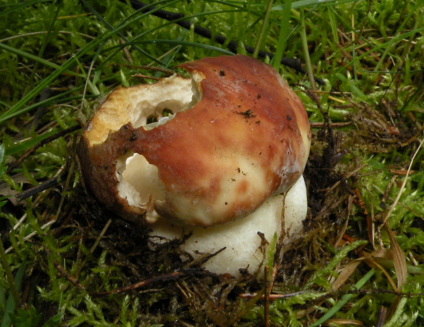 hríb sosnový Boletus pinophilus Pil. et Dermek in Pil.