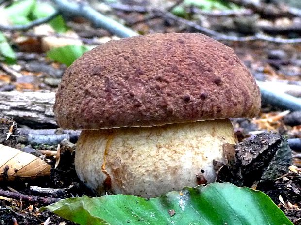 hríb sosnový Boletus pinophilus Pil. et Dermek in Pil.