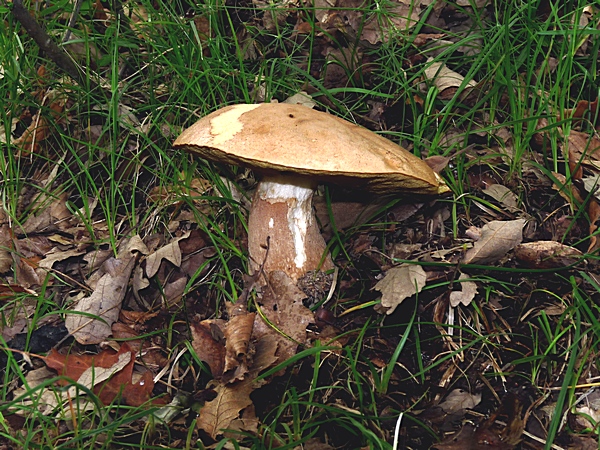 hríb dubový Boletus reticulatus Schaeff.