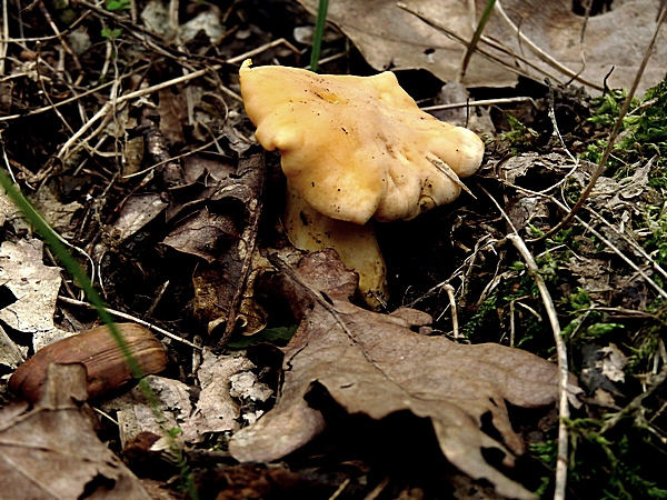 kuriatko jedlé Cantharellus cibarius Fr.